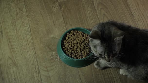 Ładny kot domowy zjada jedzenie — Wideo stockowe
