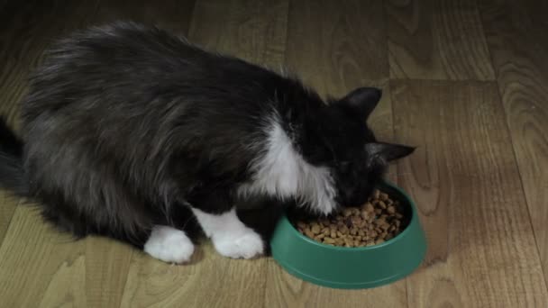 Домашній милий кіт їсть їжу — стокове відео