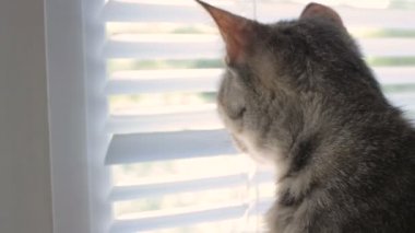 Komik şirin kedi evde, evde beslenen hayvan kapalı