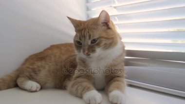 Komik şirin kedi evde, evde beslenen hayvan kapalı