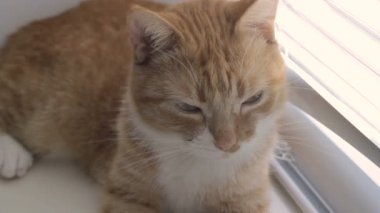 Komik şirin kedi evde, evde beslenen hayvan kapalı