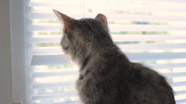 Komik şirin kedi evde, evde beslenen hayvan kapalı