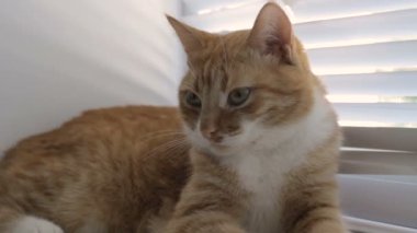 Komik şirin kedi evde, evde beslenen hayvan kapalı