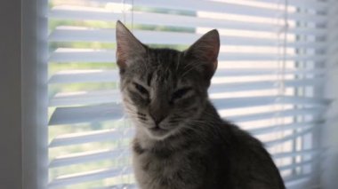 Komik şirin kedi evde, evde beslenen hayvan kapalı