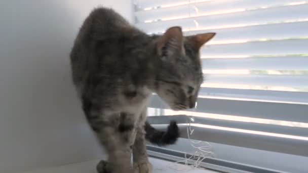 Забавный милый кот дома, домашнее животное — стоковое видео