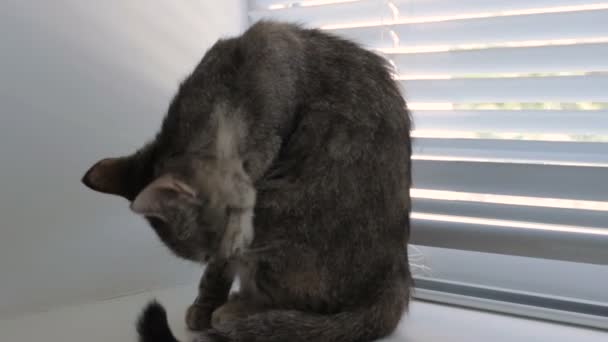 Смішний милий кіт вдома, домашня тварина в приміщенні — стокове відео