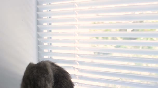 Aranyos vicces macska otthon, kedvtelésből tartott, beltéri — Stock videók