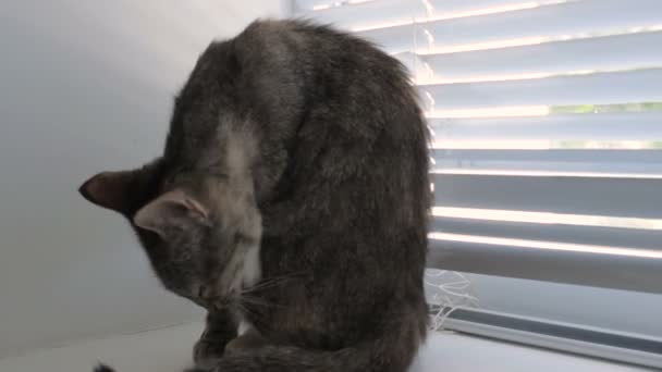 Grappige schattige kat thuis, huisdier binnen — Stockvideo