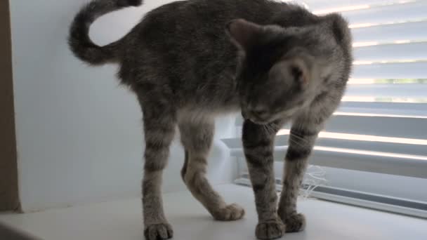 Engraçado bonito gato em casa, pet indoor — Vídeo de Stock