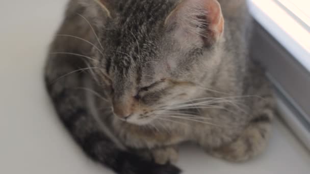 Komik şirin kedi evde, evde beslenen hayvan kapalı — Stok video