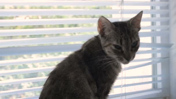 Divertido lindo gato en casa, mascota interior — Vídeos de Stock