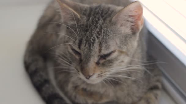 Chat mignon drôle à la maison, animal de compagnie intérieur 