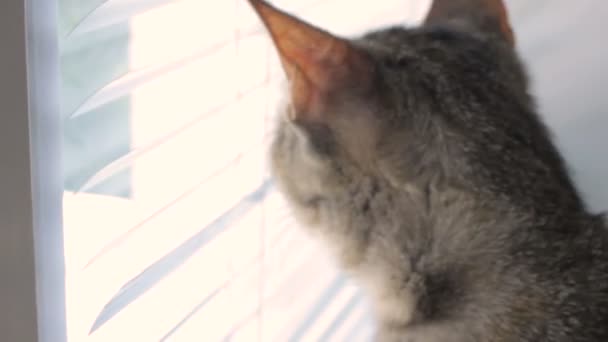 Grappige schattige kat thuis, huisdier binnen — Stockvideo