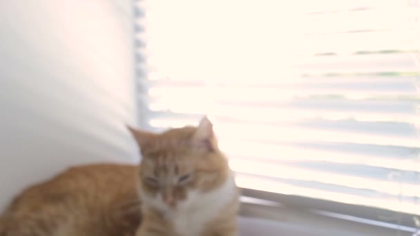 Chat mignon drôle à la maison, animal de compagnie intérieur — Video