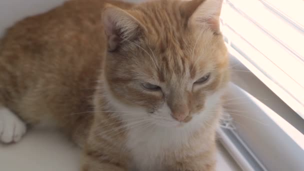 Lustige süße Katze zu Hause, Haustier drinnen — Stockvideo