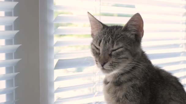 おもしろかわいい猫は、自宅の屋内ペットします。 — ストック動画