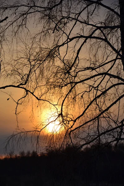 Sunrise in winter in a birch forest