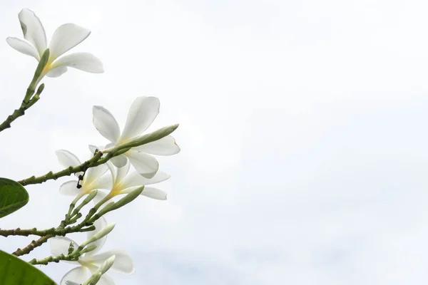 Frangipani gröna blad i en vacker himmel. — Stockfoto