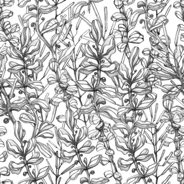 Seamless herbal pattern. Pencil drawing manual graphics. Stilish vintage illustration. Design