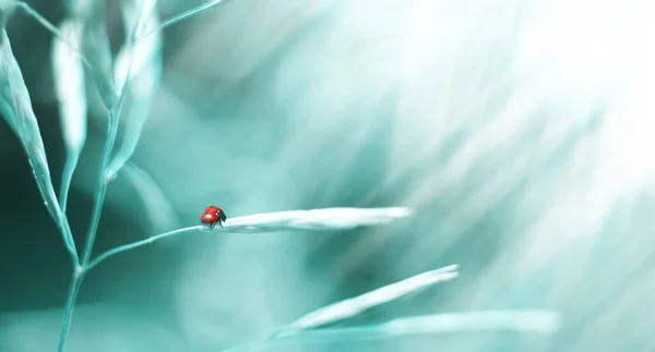 Yabani otların üzerinde uğur böceği. Güzel bulanık doğal arkaplan.
