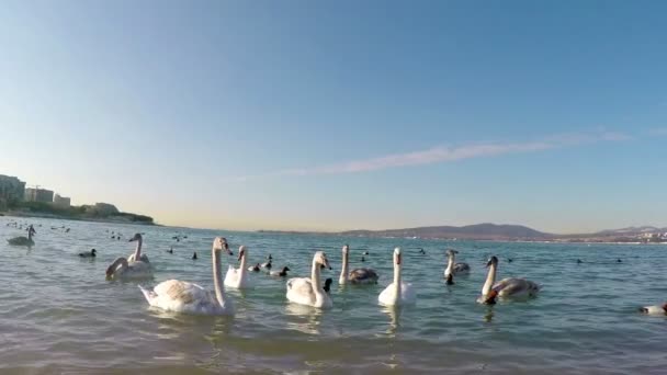 Grupo de cisnes y patos en el Mar Negro Metraje De Stock Sin Royalties Gratis