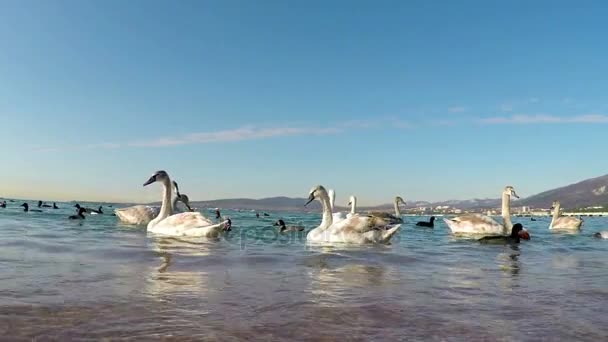 Group of swans and ducks on the Black Sea — Stock Video