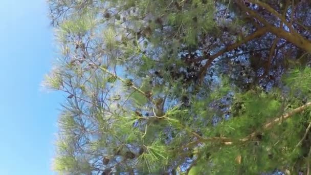 Vista inferior para pinheiros com cones — Vídeo de Stock