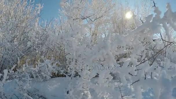 Paisaje soleado con arbustos nevados — Vídeo de stock