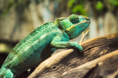 Yeşil iguana hayvanlar