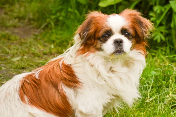 Puffy benim köpek — Stok fotoğraf