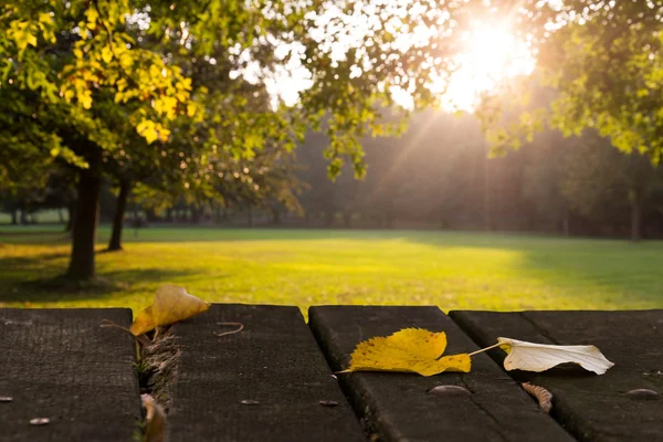 Yaprakları, park, erken sonbahar