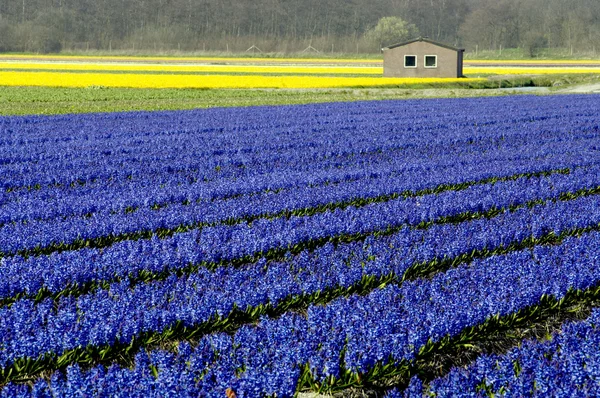 Hollanda bitkileri çiçek