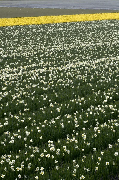 Regio Bollenstreek bloemen in Nederland — Stockfoto