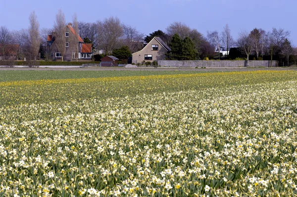 Regionu Bollenstreek květiny v Holandsku — Stock fotografie