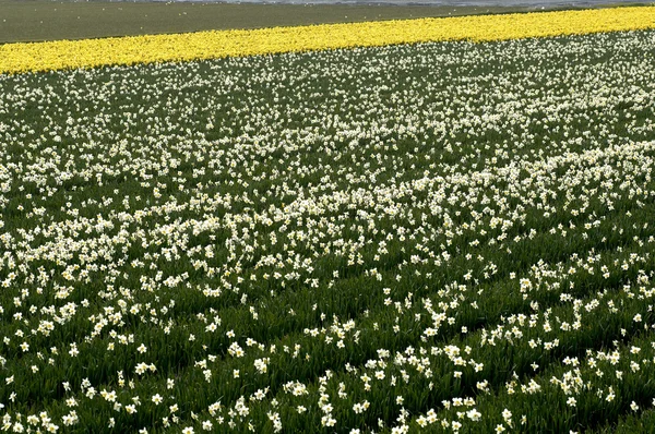 Hollanda'da Nethregion Bollenstreek çiçek