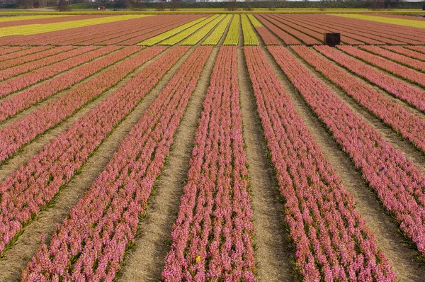 Regionu Bollenstreek květiny v Holandsku — Stock fotografie