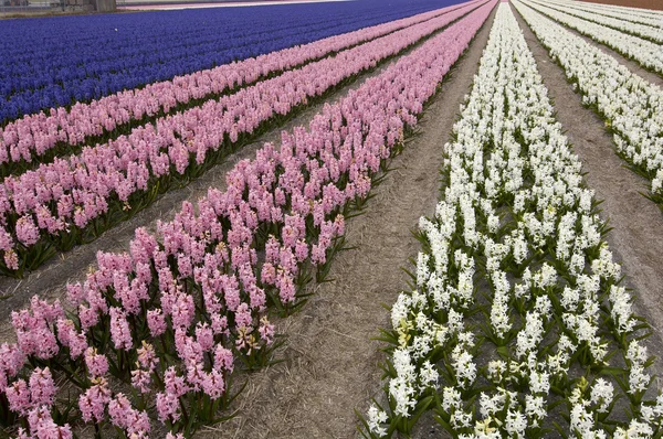 Bölge Bollenstreek çiçek Hollanda'da