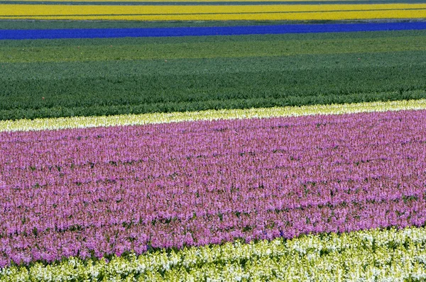 Bölge Bollenstreek çiçek Hollanda'da