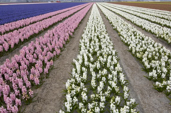 Regionu Bollenstreek květiny v Holandsku — Stock fotografie