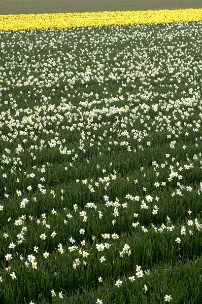 Bölge Bollenstreek çiçek Hollanda'da