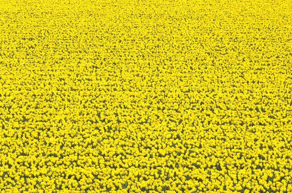 Nergis Zuid holland büyüyen