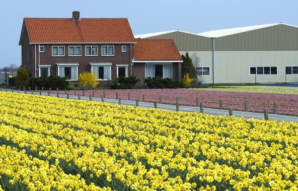 Hollanda Kuzey Hollanda alanları nergis