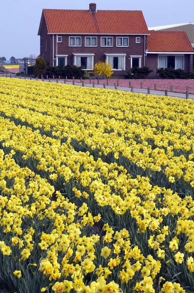 Netherland Severní Holandsko oblasti narcisy — Stock fotografie