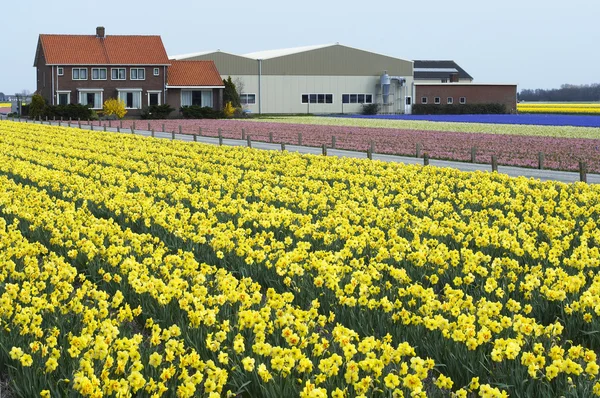 Netherland Severní Holandsko oblasti narcisy — Stock fotografie