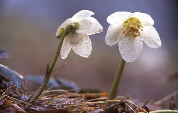 stella di natale (Hepatica Niger)
