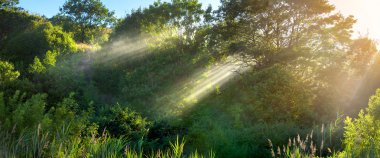 yeşillik ağaçların üzerinden kirişler