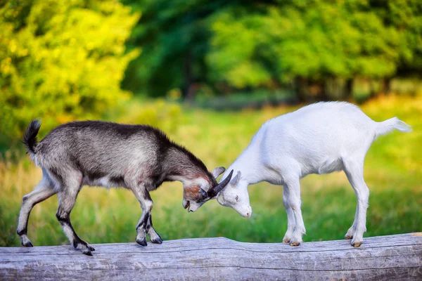 Cabras trasero de pie en un registro — Foto de Stock