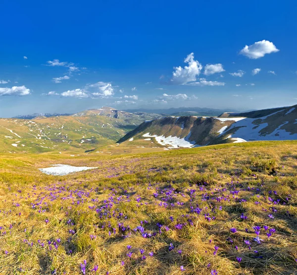 Glade in mountains from tseta crocuses — Stock Photo, Image