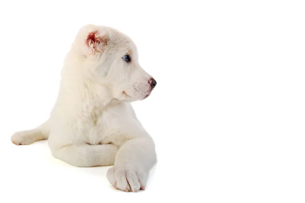 Sheep-dog on a white background — Stock Photo, Image