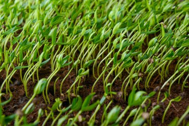 Genç yeşil bitkiler